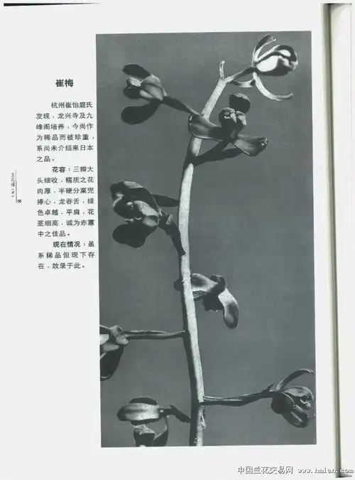 兰华谱中卷简体横排版