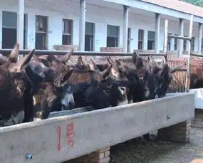 毛驴养殖技术及毛驴常见疾病防治技术