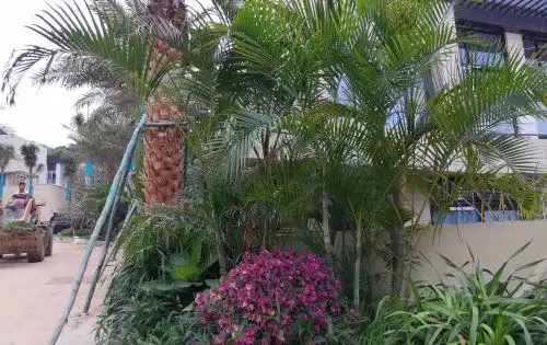 铂悦亚龙湾动态小区园林绿植持续种植中,实景拍摄几张供欣赏,绿植有观赏性极高的银海枣,凤尾椰,蒲...三亚安居客
