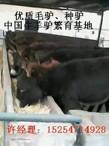 肉驴价格种驴价格德州驴价格乌头驴价格哪里的小驴价格便宜批发小毛驴