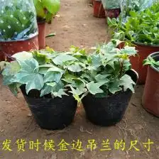 常春藤吊兰植物盆栽花卉金边常青藤除吸甲醛装修净化空气室内绿植