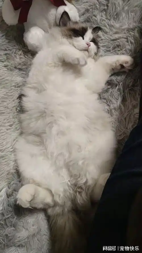 猫离家出走一个月多后被爱宠救援队找回