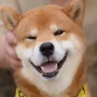 柴犬图片大全可爱头像微信头像图片大全