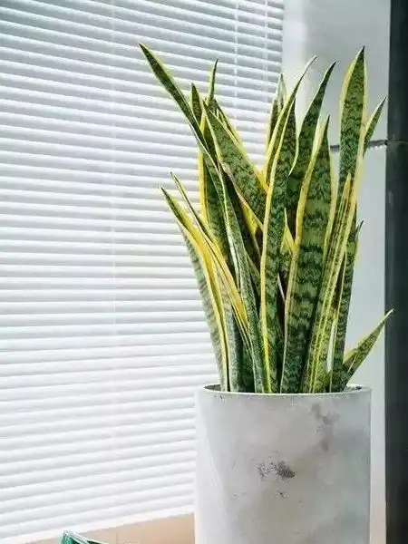 高颜值网红绿植大科普