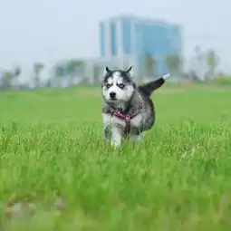 图家庭式饲养哈士奇三火蓝眼疫苗做好包成活宁波宠物狗宁波列表网