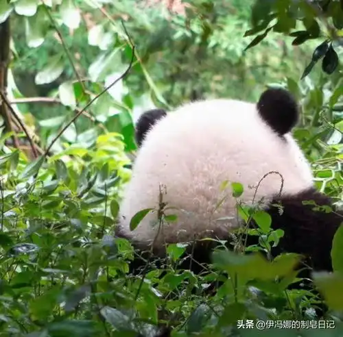 大熊猫究竟有多可爱被网友分享萌化,抱了熊猫确实能吹半辈子