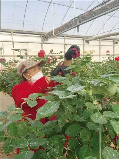 20万株万寿菊孔雀草安排上了开源节流培育花卉苗木,为美化青城做准备