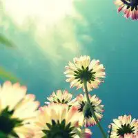 微信淡雅朴实花草头像微信头像图片大全