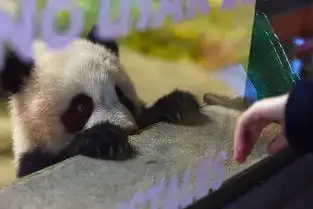 卖萌征服世界,围观海外大熊猫的幸福生活每日影像