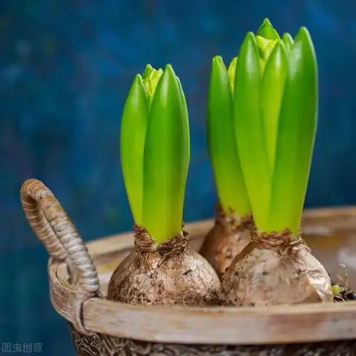花市遇到3种便宜花,新手觉得运气好,老手看见绕道走