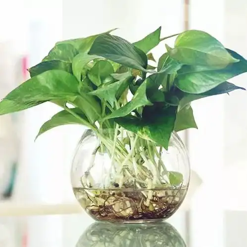 拿什么拯救你我的绿植