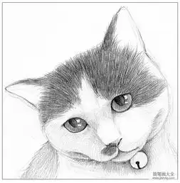 零基础学素描猫咪素描步骤详解
