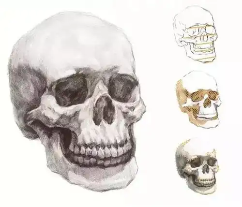 素描头像结构画对了,就能轻松得高分
