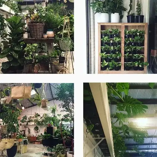 绿植控把家变成一个小森林吧
