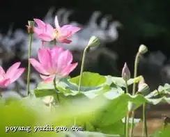 鄱阳照片全集