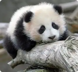 熊猫图片