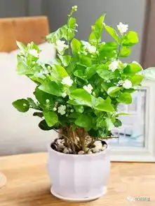 花满沥城养花学堂11月以后,这六种花要及时入室,不然变空盆