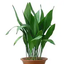 绿植花卉婚嫁相册