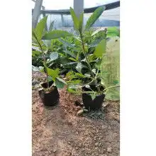 青州市卉源花卉苗木园艺场