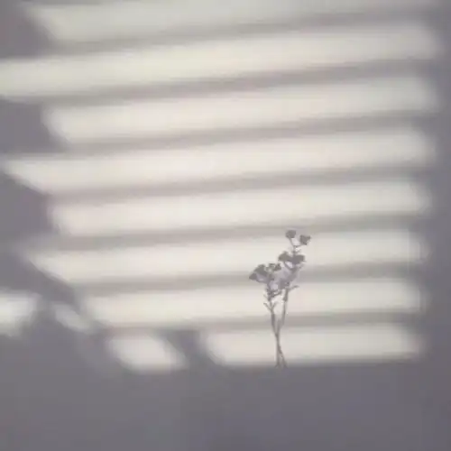 头像壁纸繁花落尽,你还有我