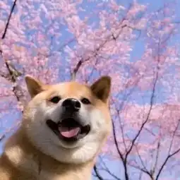 求这样类似的头像
