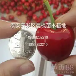 上海黄页88网