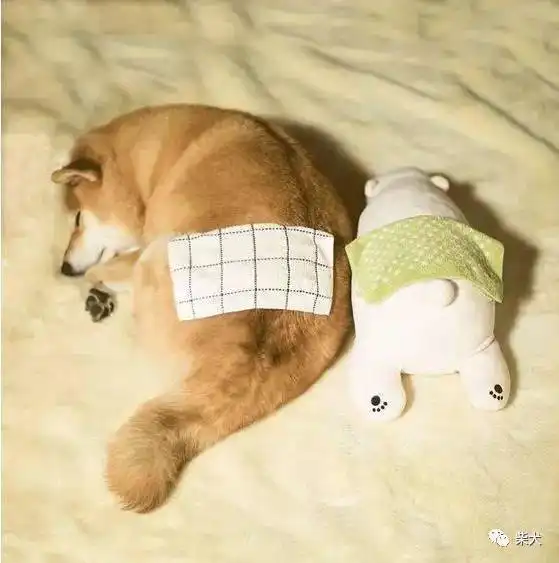 每次看到柴柴睡觉都觉得它是在搞事情