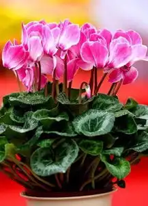 看看今年的年宵花市里到底藏了多少2018年的旺运秘福