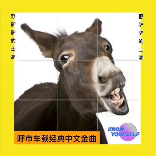 野驴驴的士高空格毛驴高音质在线试听野驴驴的士高歌词歌曲下载酷狗音乐
