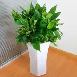 6种好养的绿植,摆放在阳台,旺运又招财