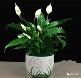4种药片是个宝,拿来养花效果好,浇花兑水加一点,啥花都疯长植物