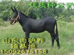 驴肉驴养殖场,无棣肉驴养殖场,山东乌头驴养殖规格型号及价格肉牛肉羊肉驴波尔山羊