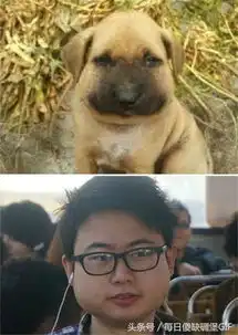 每日搞笑图片狗狗被蜜蜂蛰了的图片,二哈的那张我差点笑抽了