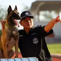 十八般武艺样样精通唐山警犬是这样炼成的