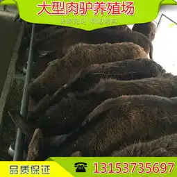 重庆毛驴皮价格-黄页88网