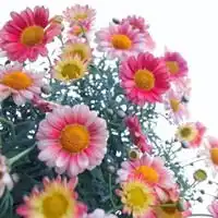 qq头像花草唯美小清新好看的小清新自然花草qq头像