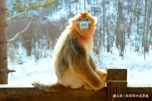 生肖猴将要大喜临头,未来4天躲不开的喜,花一分钟看看什么喜