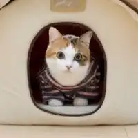 猫咪头像图片可爱小猫咪图片动作姿态好逗哦