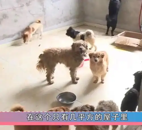女子花15万养流浪狗,却不愿拿钱给尿毒症父亲治病狗狗最重要