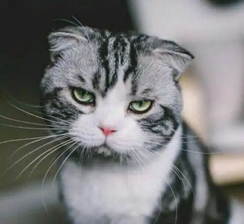 猫咪在发出咕噜咕噜声音是生病了吗
