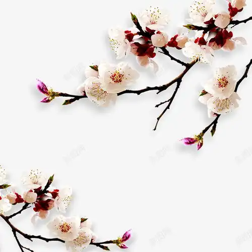 白色梅花花朵植物自然免抠png设计图片免费下载页面网页平面电商创意素材春节素材