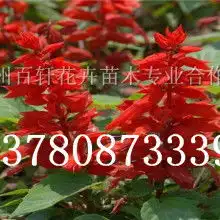 黄页88网