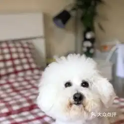 电话,地址,价格,营业时间图北京宠物