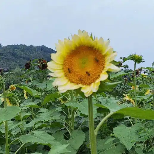 宜宾这里20000㎡彩色向日葵花海盛开,还有一池荷花绽放