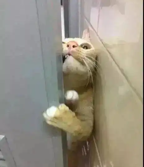 石锤了,我家养的猫猫都是变态