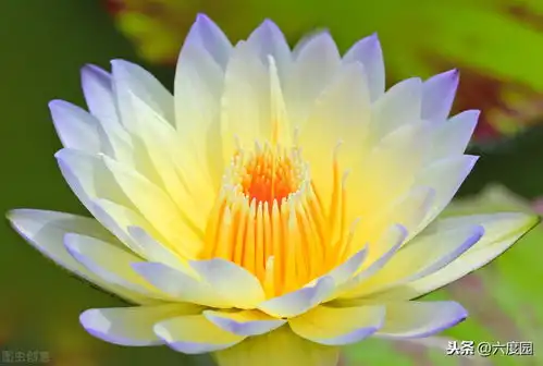 莲花在佛教中表示什么