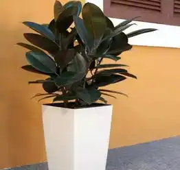 阳台不要放太多杂物,放上这些绿植好看又招财