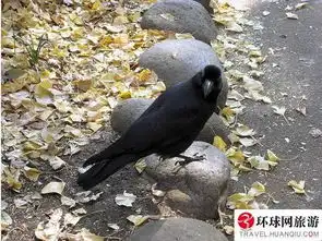 与人斗法日本高智商巨型乌鸦组图
