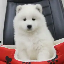 双眼皮品相好双血统萨摩耶幼犬超级萌物多只待售