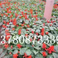 黄页88网
